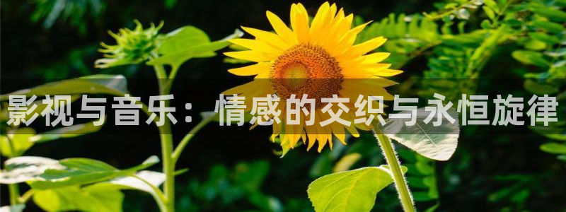 宅男视频在线免费看：影视与音乐：情感的交织与永恒旋律